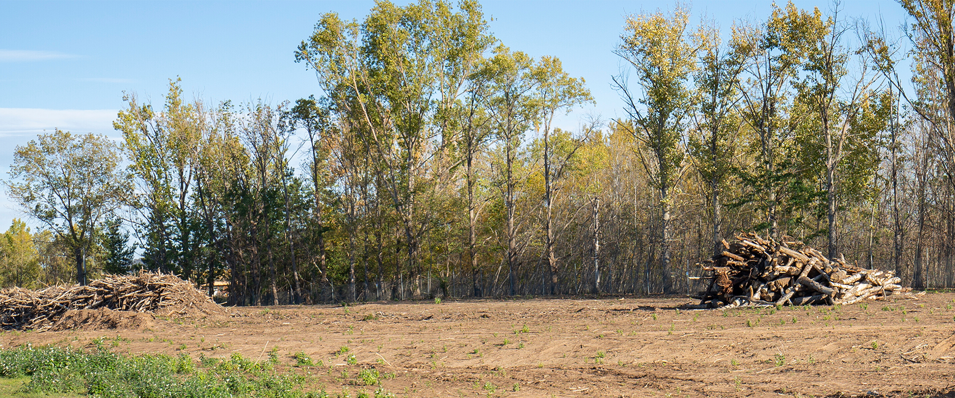 Trees and soil landscape