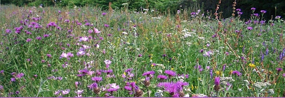 Wildflower meadow