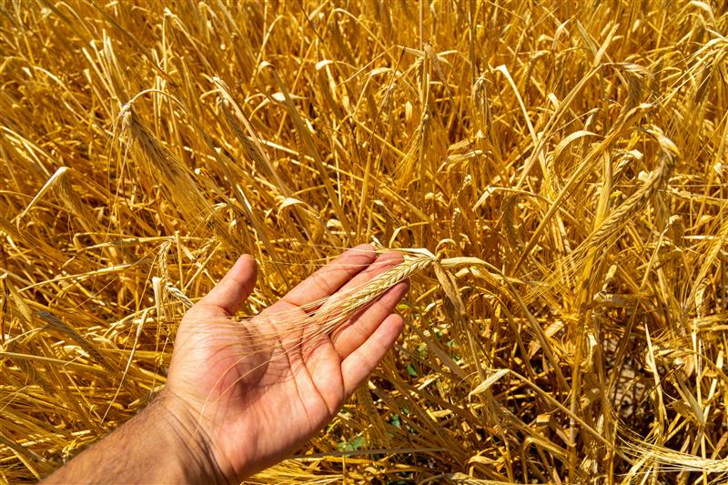 Field of crop with hand outstretched to view a single ear