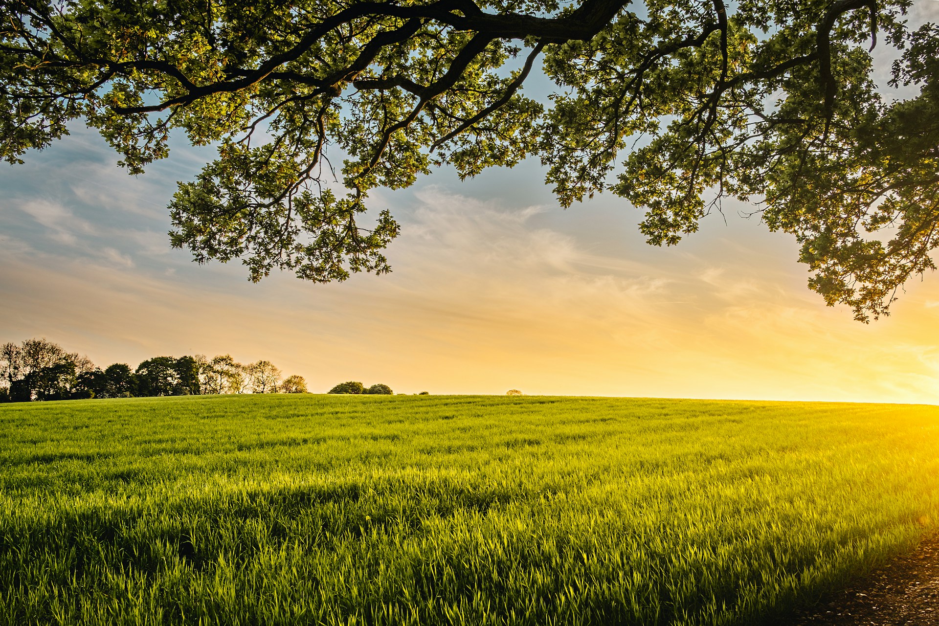 vista over a field