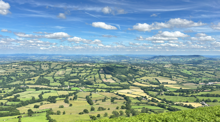 A diverse grassland landscape