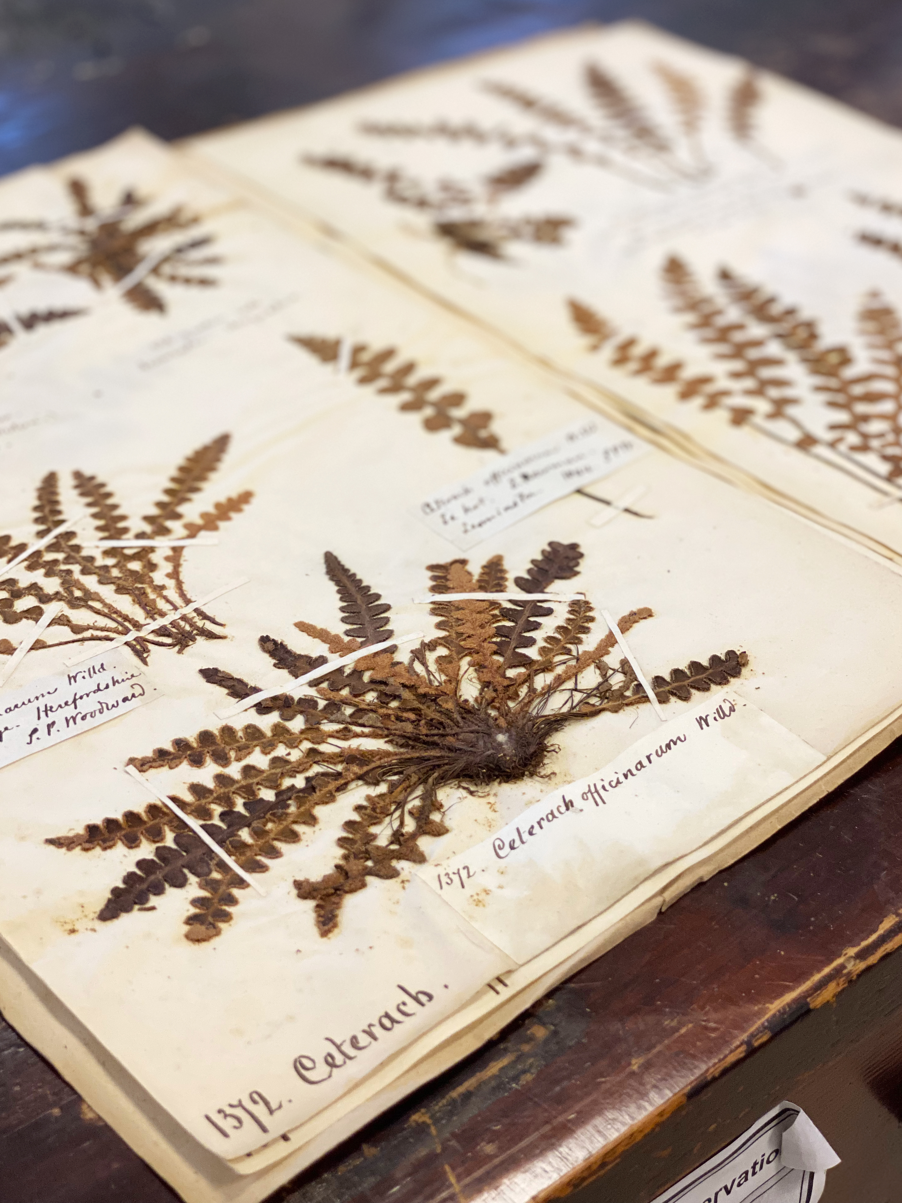 Herbarium pic x 2
