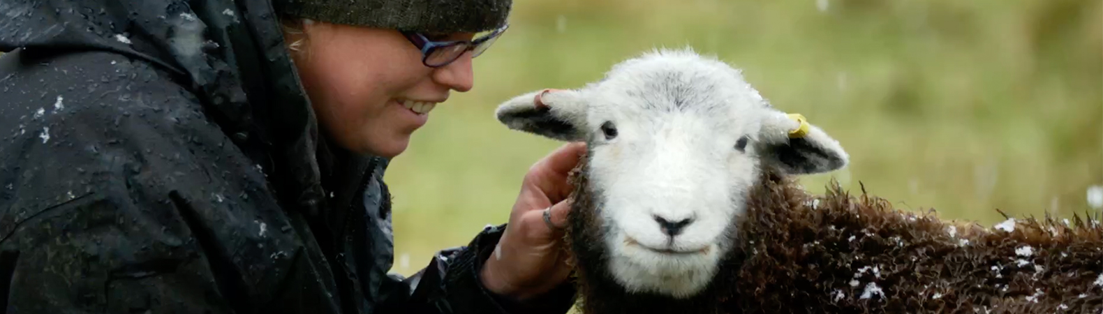 A person in a field with a sheep