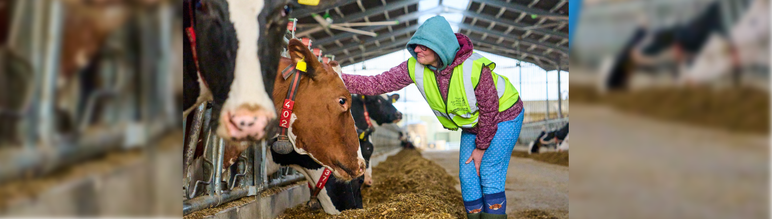 A person inside a cattle shed, stroking a cow's head