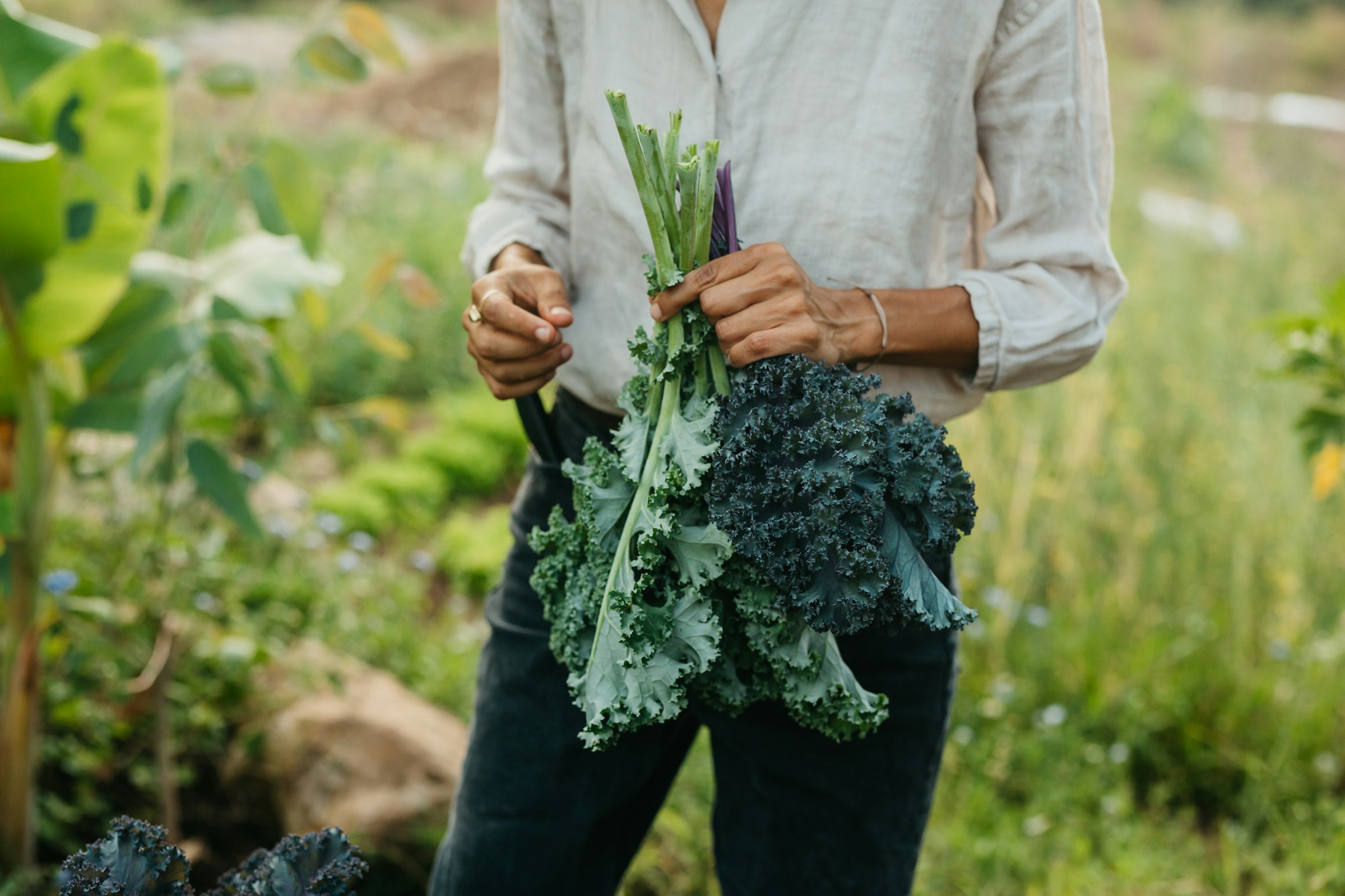 Person holding kale