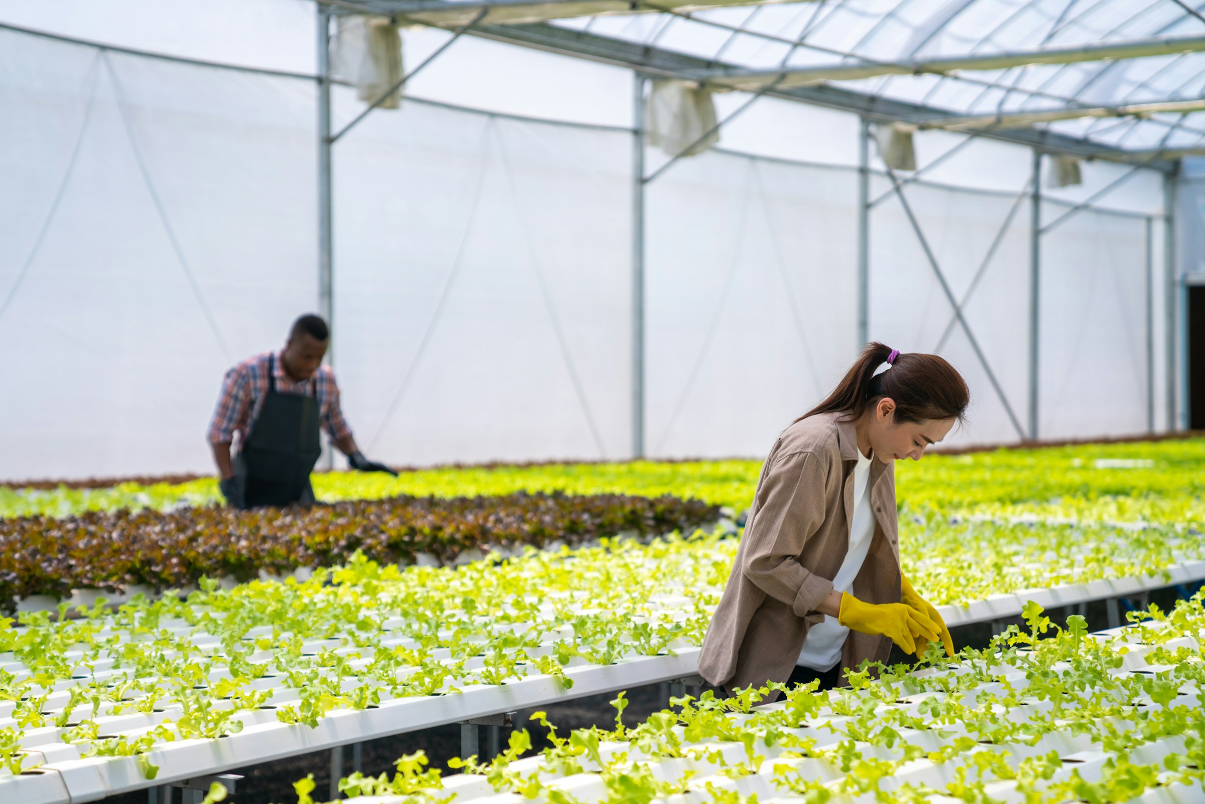 two people sorting plants