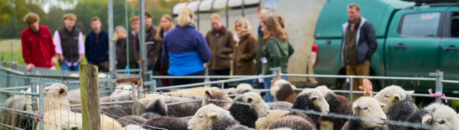 Sheep in the foreground with students and teach in the background