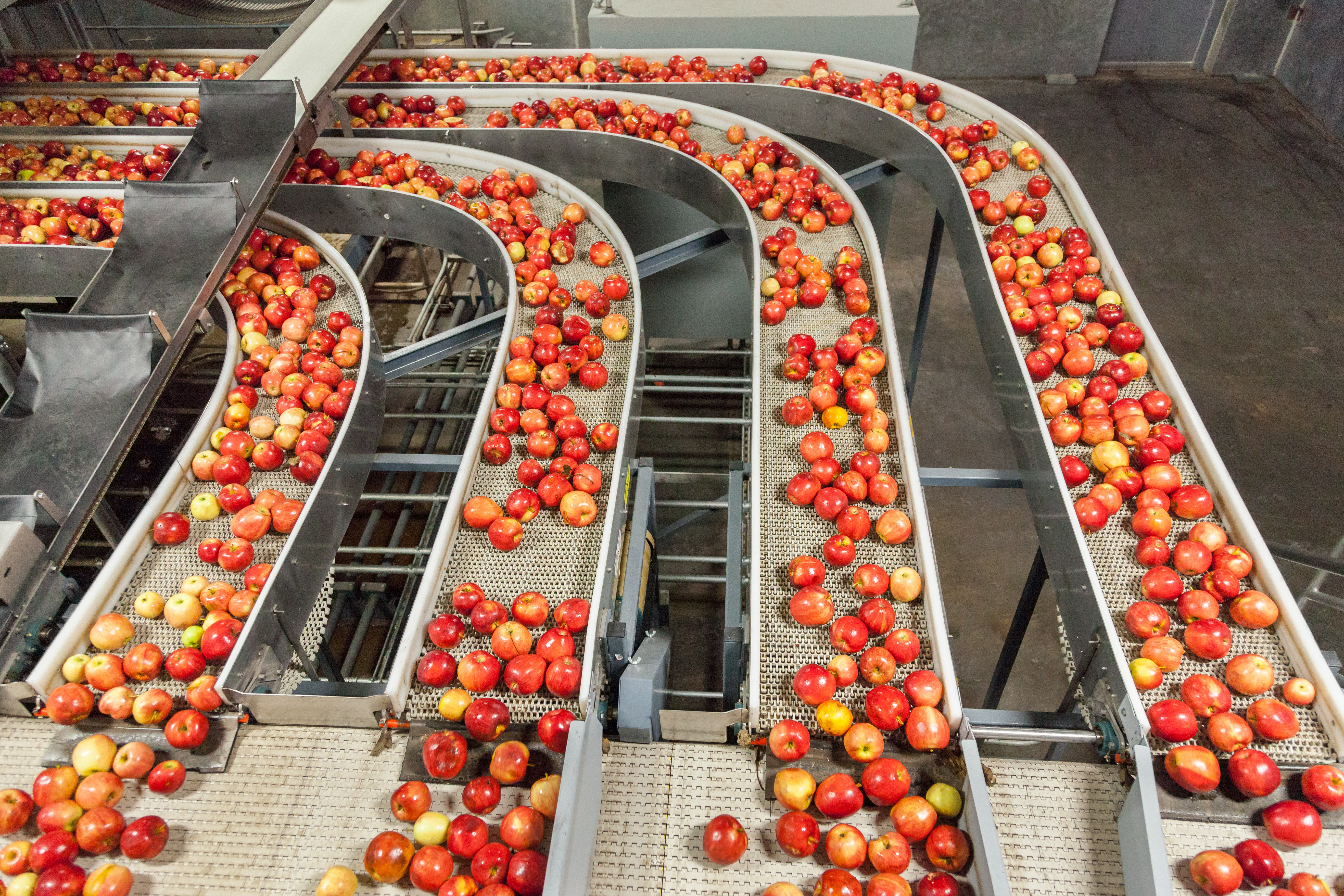Rows of gala apples