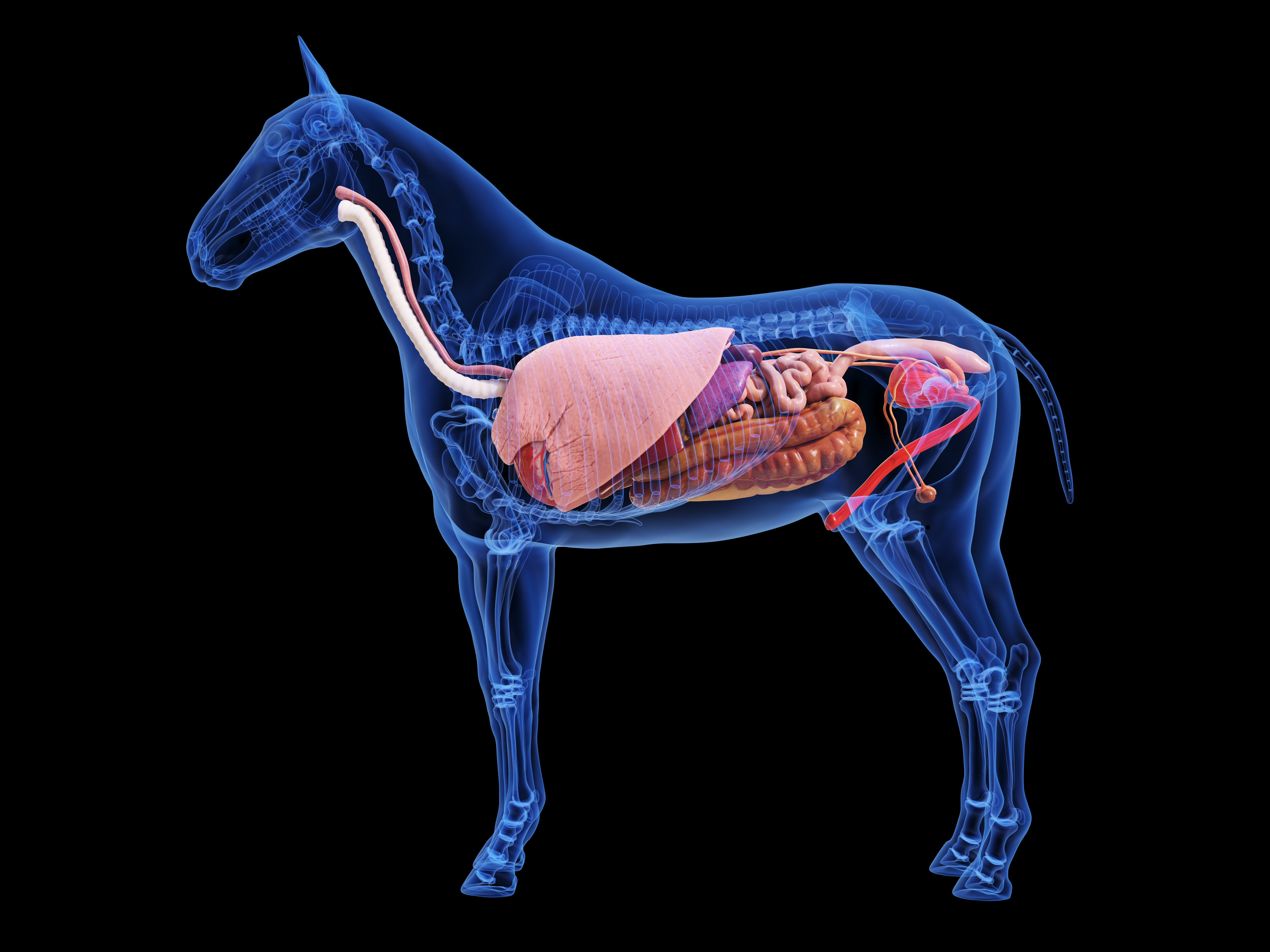 horse anatomy