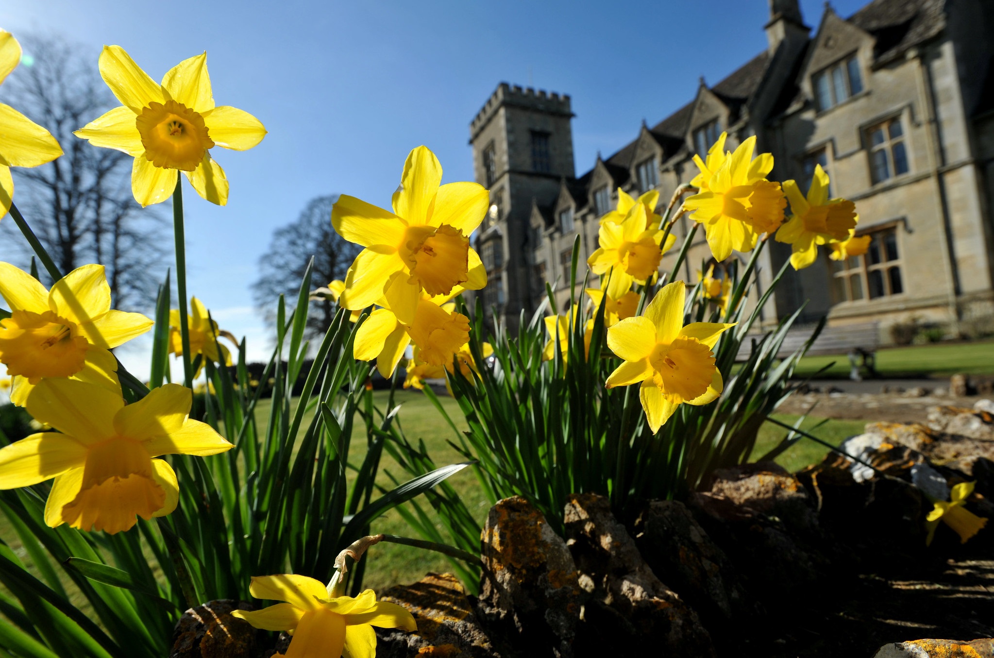 Daffodils in front of main building