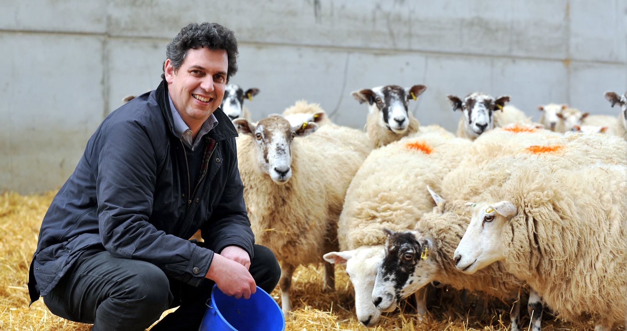 Professor David Main in front of sheep