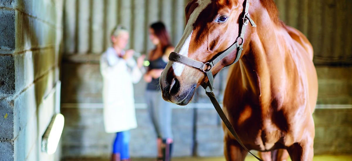 Brown horse and two students