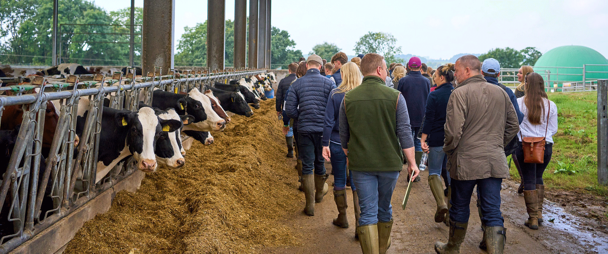 Students at dairy farm