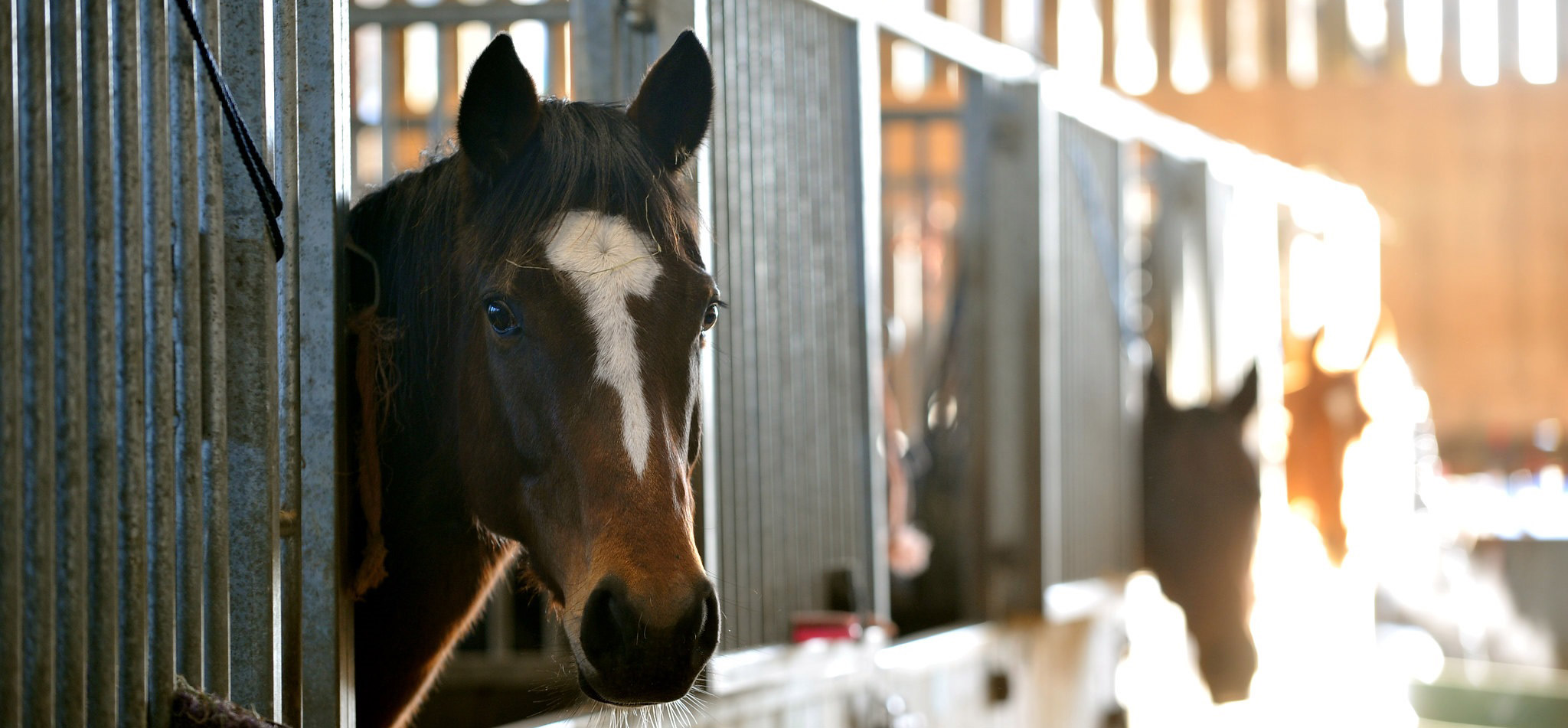 Horse in stableblock at Fossehill