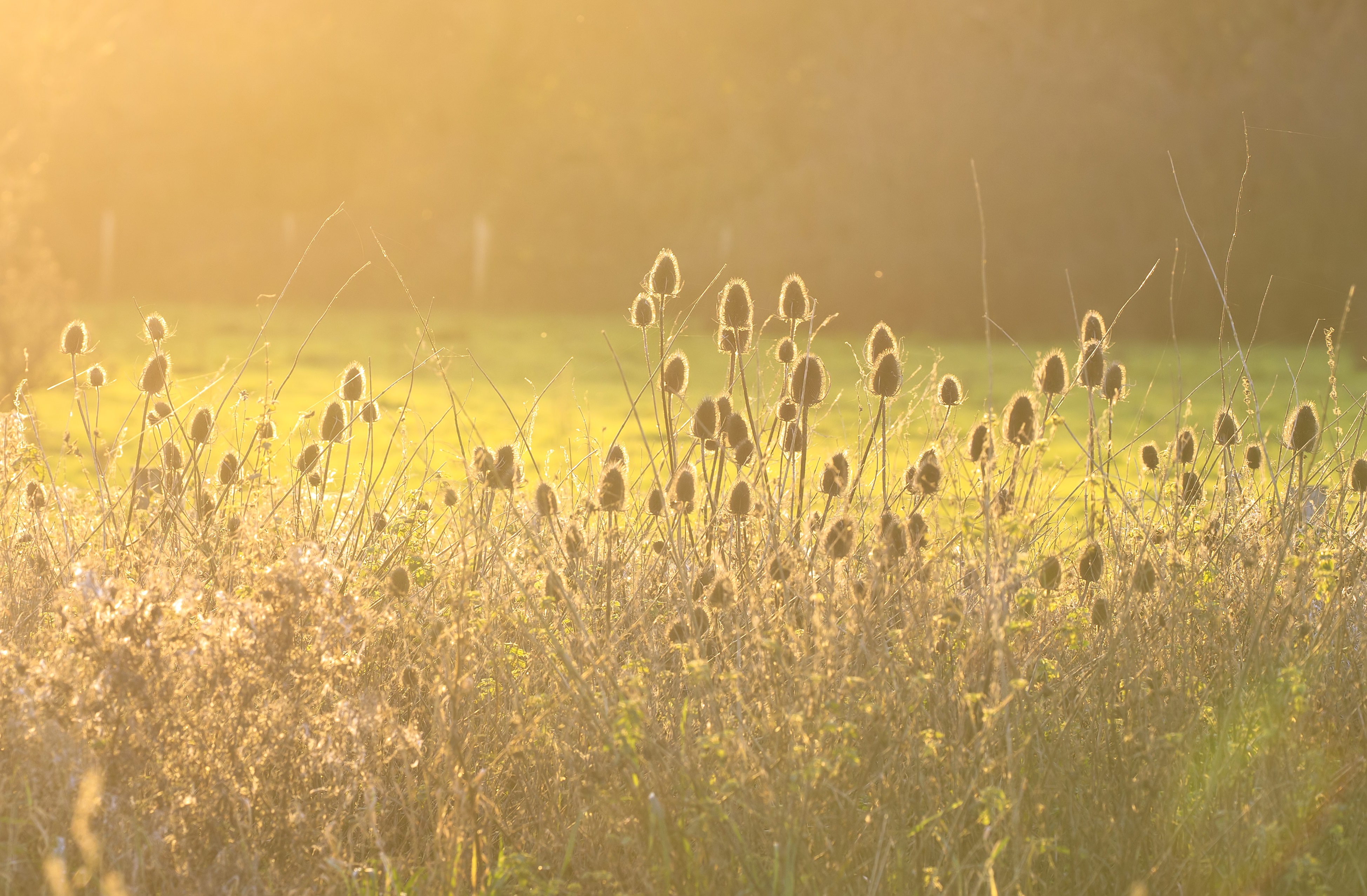 Grass on the wild campus