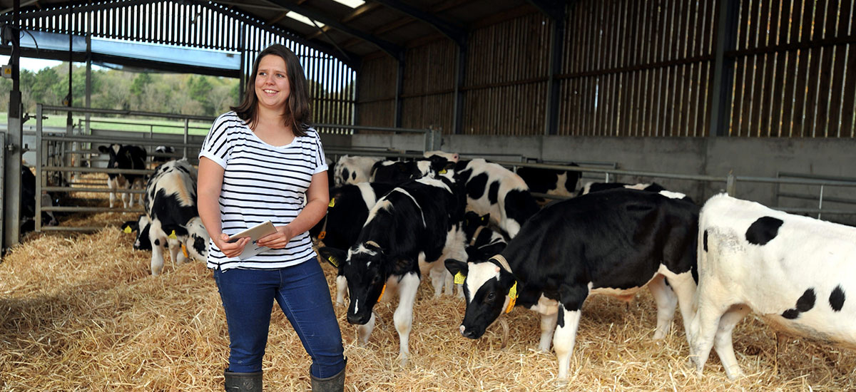 Image of a student monitoring calving project