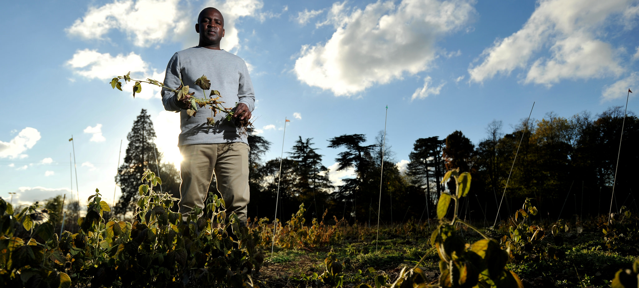 Photo of PhD student Pedzisai Nemadziba standing in soybean field