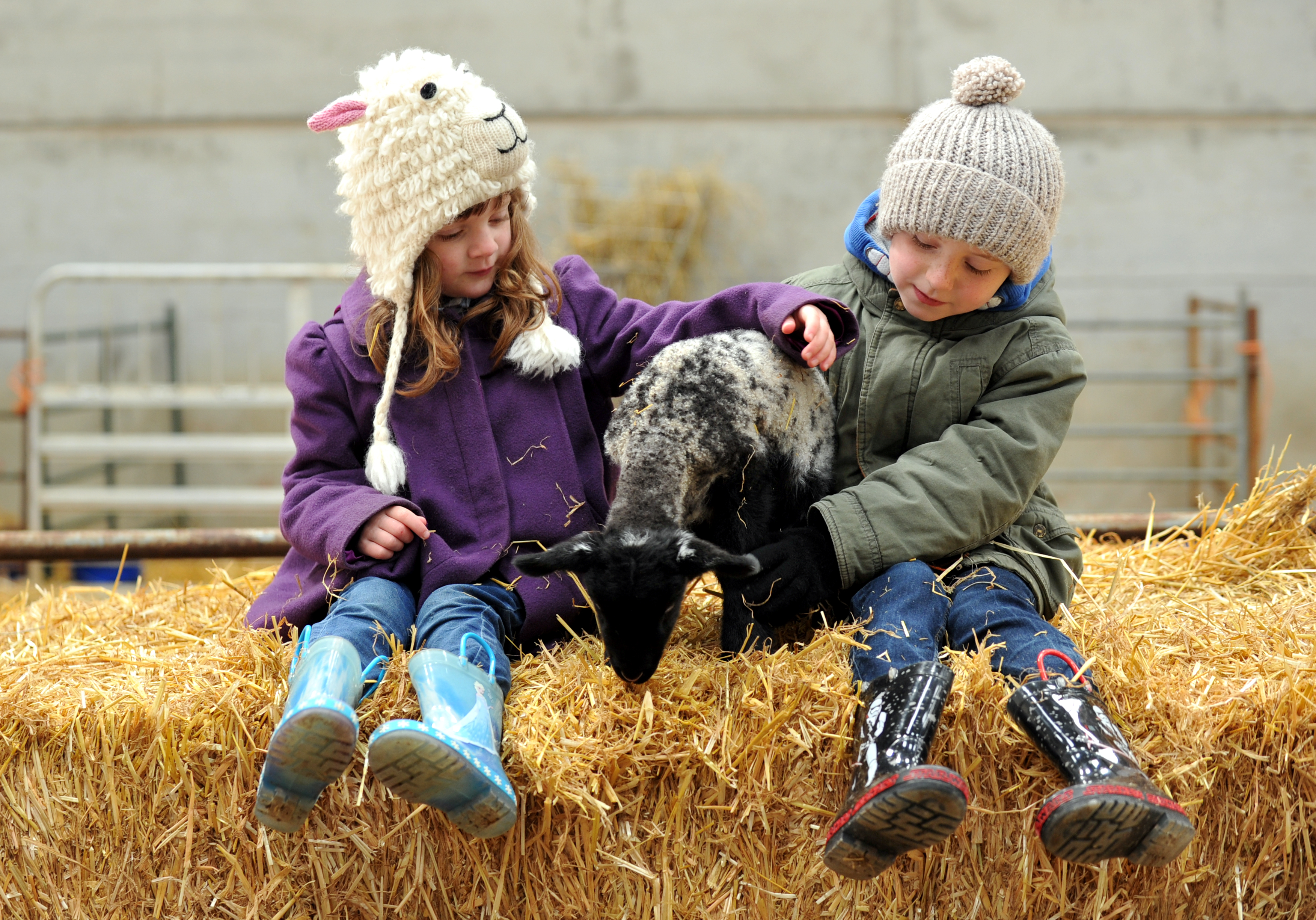 lambing weekend 2018