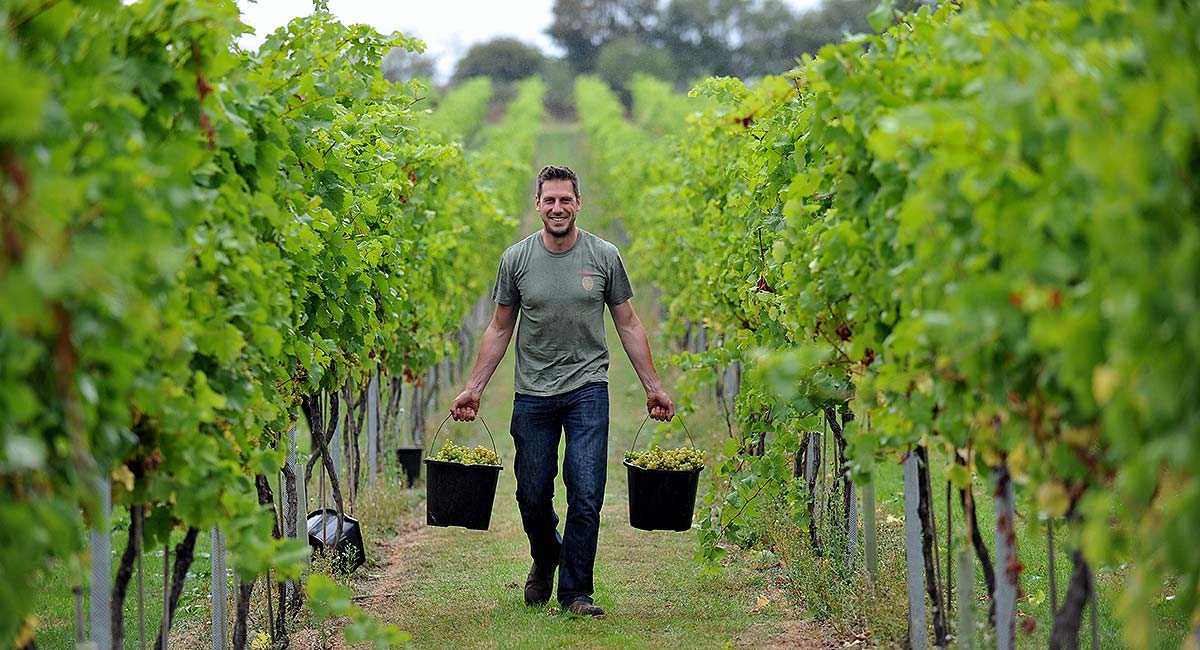 RAU grapes being harvested