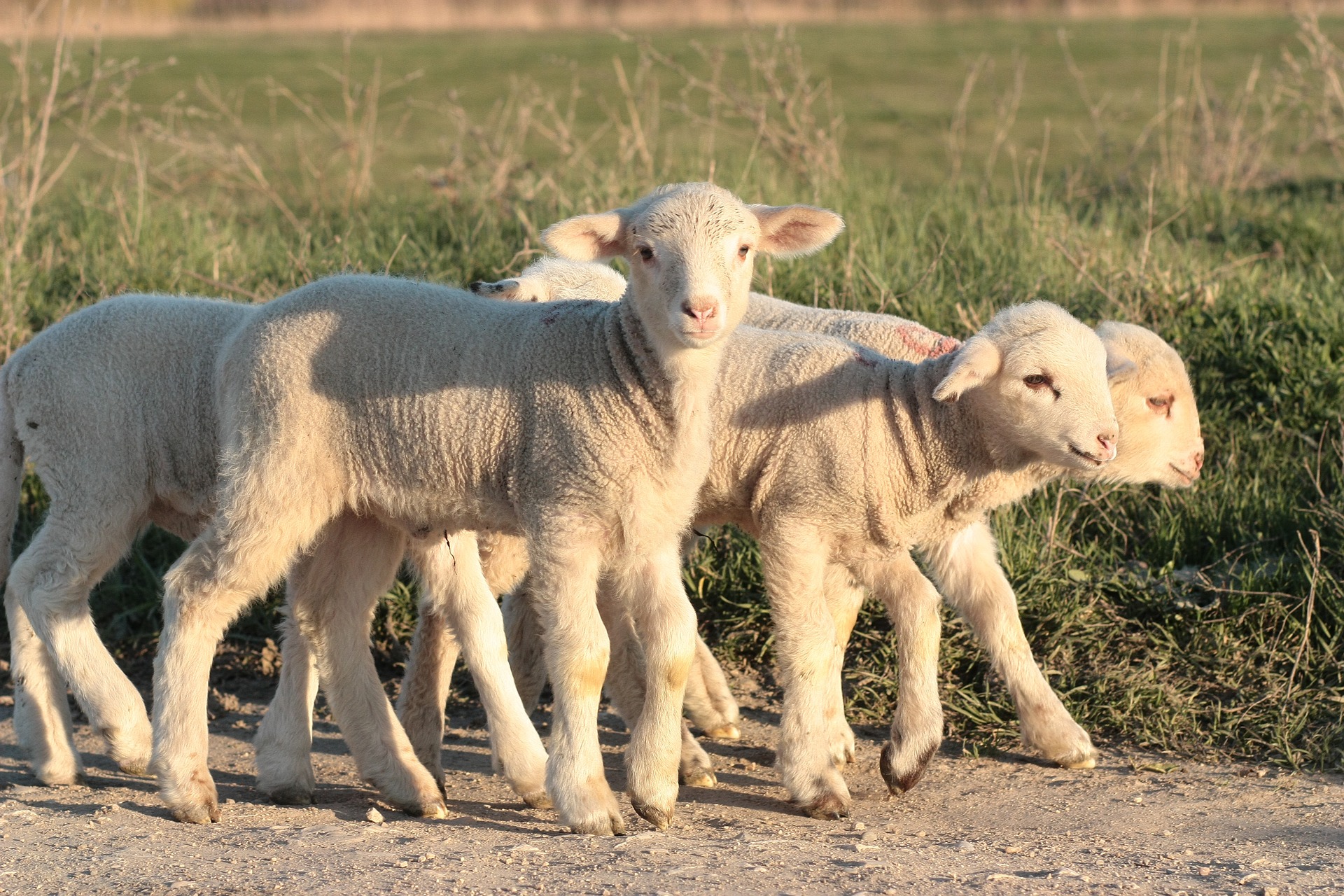 Lambing weekend at RAU farm on 17 and 18 March 2018