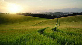 Landscape over a wheat field