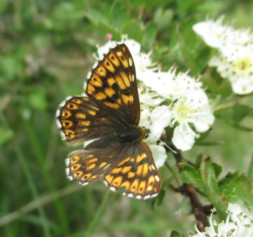 Duke of Burgundy butterfly 