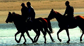 Horses exercising on the beach