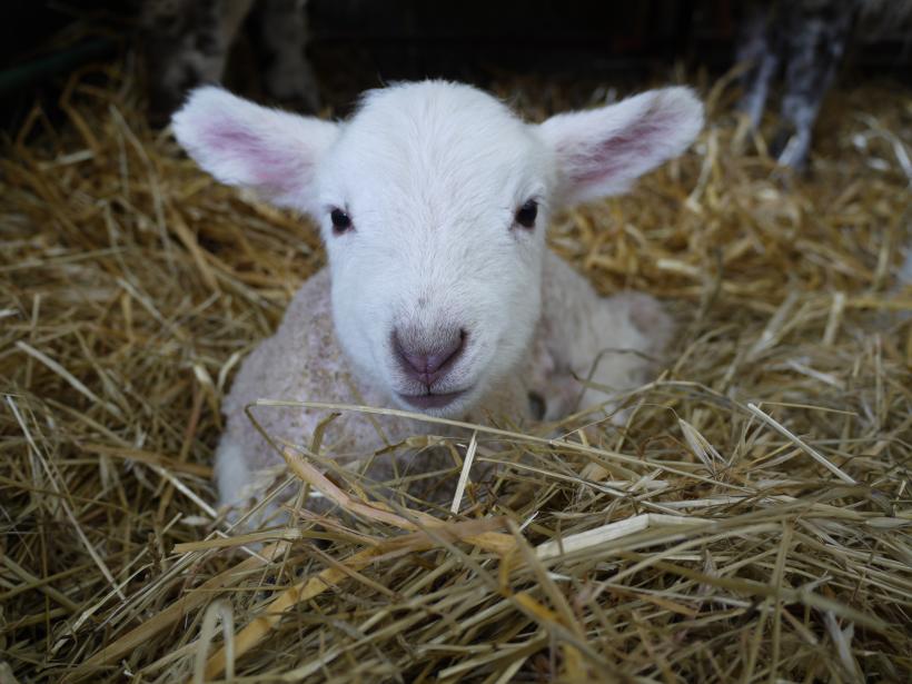 Lambing weekend 2018