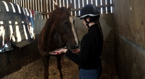 Equine science and business with foundation
