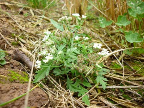 spreading hedge parsley Torilis arvensis 10 c Cath Shellswell