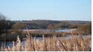 Image of Shapwick Heath, Somerset levels, UK