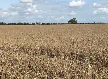 Wheat field