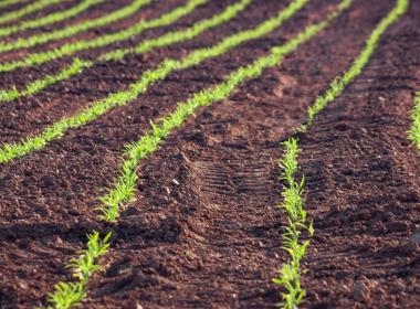 Early crop growth in field