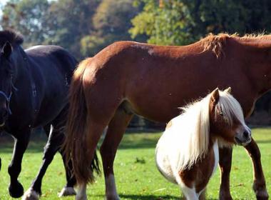 Three horses in a field