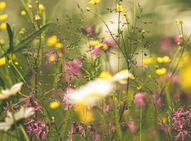 Wildflowers