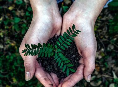 Two hands holding a green plant