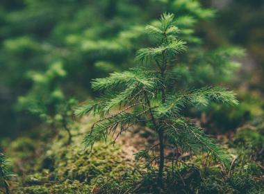 Tree sapling in a forest