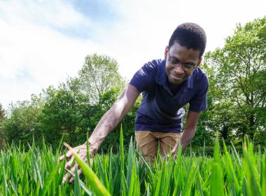 student examining greed wheat growing in a field