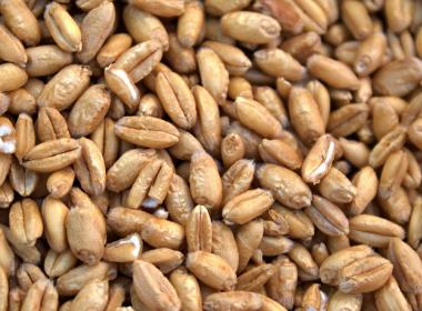 wheat kernals