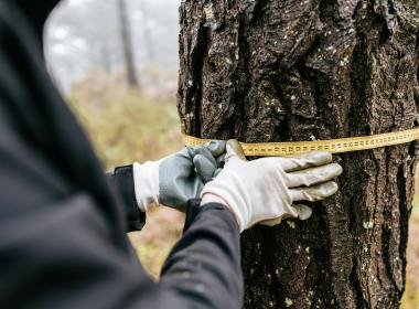 Gloved hands holding a measuring tape around a tree trunk