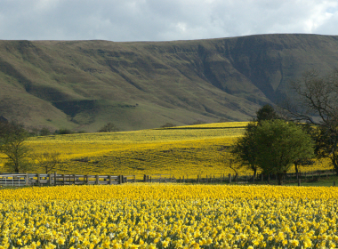 Field of daffodils