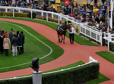 horses parading at the races