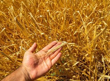 Field of crop with hand outstretched to view a single ear