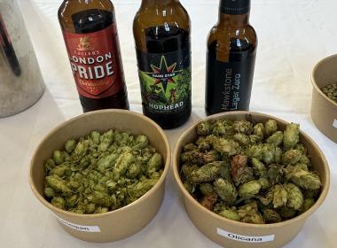 Tubs of British hops and bottles of British beer