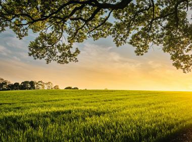 vista over a field
