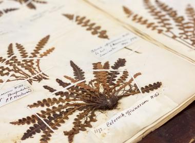 Herbarium pic x 2