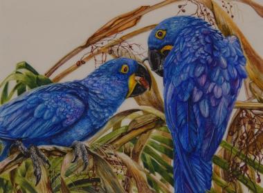 Miniature artwork of Hyacinth Macaws