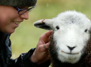 A person in a field with a sheep