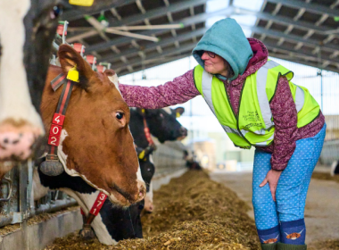 A person inside a cattle shed, stroking a cow's head