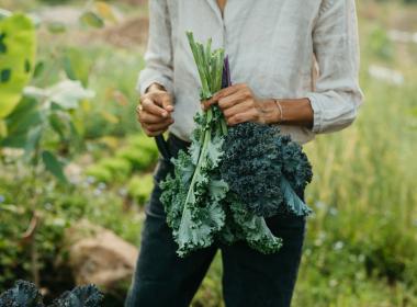 Person holding kale